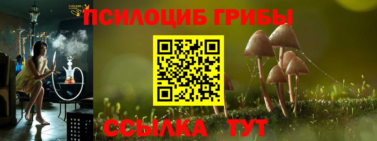 Аргун  Псилоцибиновые грибы Cubensis  Вход с VPN  Галлюциногенные грибы GOLDEN TEACHER 